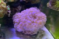 Bubble Coral Thumbnail