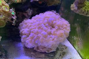 Bubble Coral