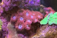 Big Polyp Blastomussa Coral Thumbnail