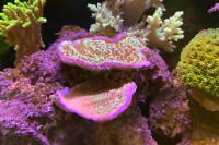 Jedi Mind trick Montipora Thumbnail