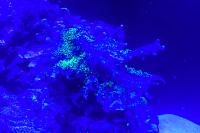 Green Starburst Polyps Thumbnail