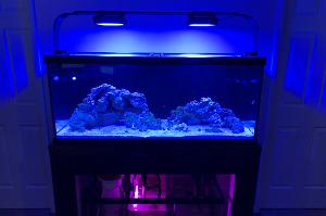 75gal Basement Reef Thumbnail