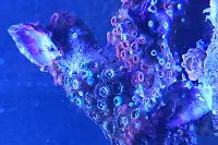 Zoa Rock Thumbnail