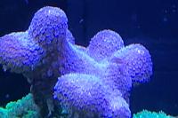 Porites Porites Thumbnail