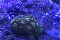 Zooanthids Rasta Thumbnail