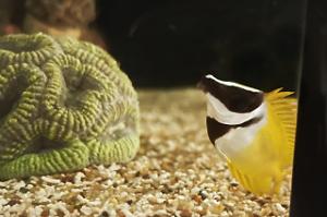 Foxface rabbitfish Thumbnail