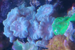 Candy Cane Coral light blue Thumbnail