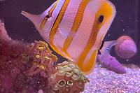 Copperband Butterflyfish Thumbnail