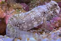 Lawnmower blenny Thumbnail