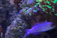 Timor Wrasse Thumbnail