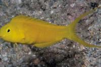 Canary Blenny Thumbnail