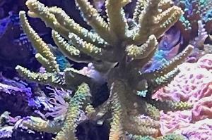 Acropora millepora Thumbnail