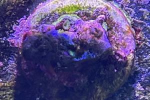 Scrambled Eggs Zoanthids Thumbnail