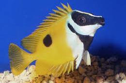 Foxface Rabbitfish Thumbnail