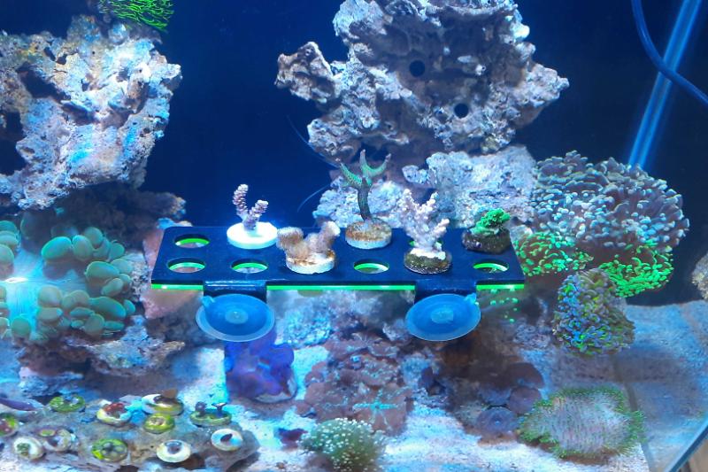 Mza Reefers Thumbnail