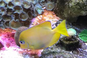 Atlantic blue tang Thumbnail