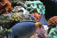 Naso Tang Thumbnail