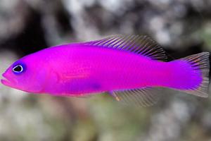 Purple dottyback Thumbnail