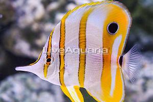 Copperband Butterflyfish Thumbnail