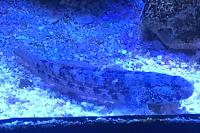 Hairy Goby Thumbnail