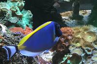 Powder Blue Tang Thumbnail