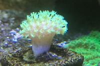 Green Polyp Toadstool Leather Thumbnail