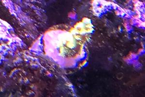 Walt Disney Acropora Thumbnail