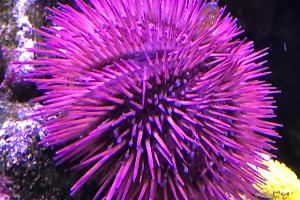 Urchin Thumbnail