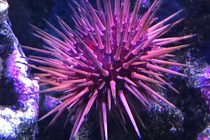 Urchin Thumbnail