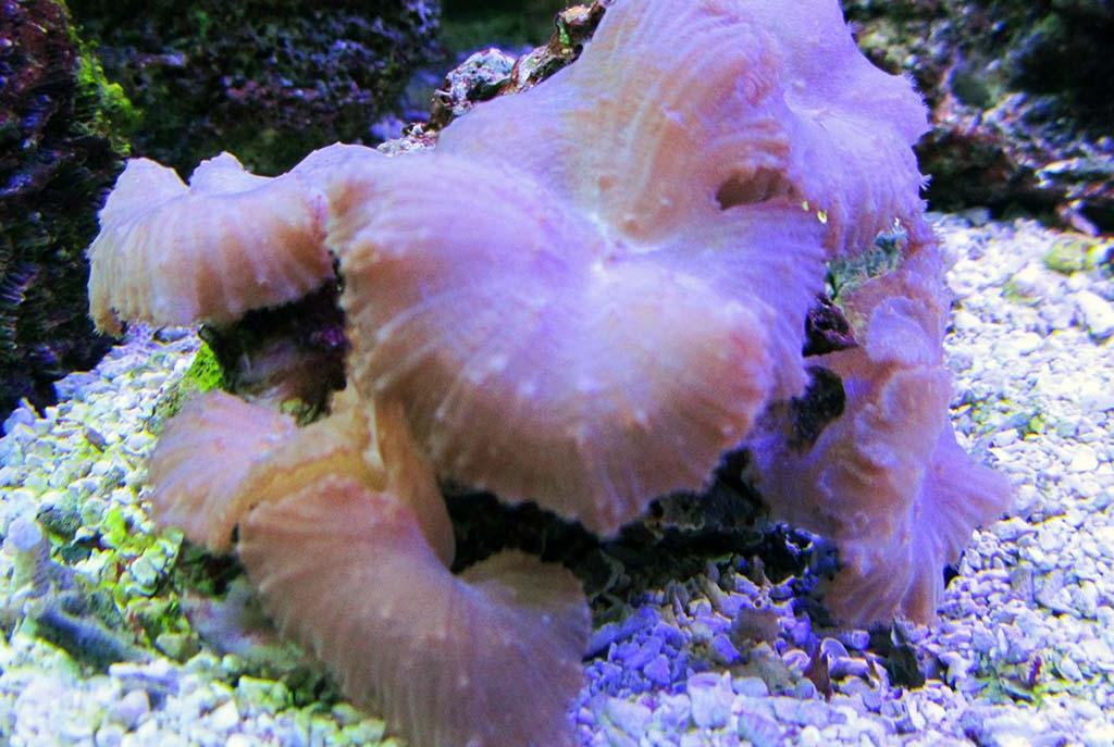 Cabbage Leather Coral