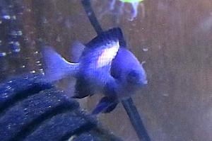 Two Stripe Damselfish Thumbnail