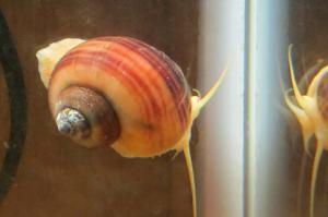 Mystery Snail 