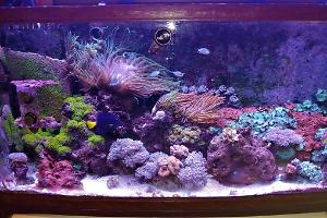 80 Gal Seamless Bowfront Thumbnail