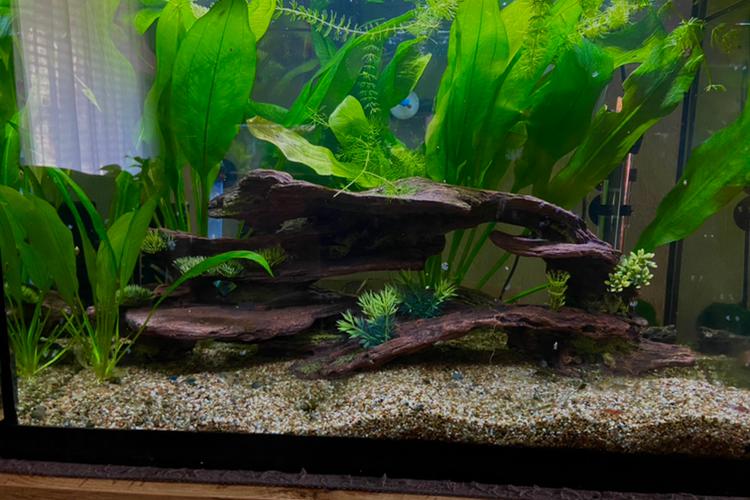 20 Gal Aquarium Thumbnail