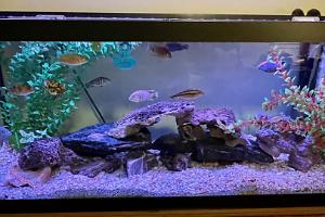 75 Gallon Thumbnail