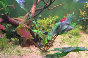 Cryptocoryne wendtii Thumbnail