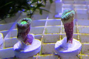 Candy Cane Coral Thumbnail