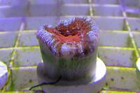 Acan Brain Coral