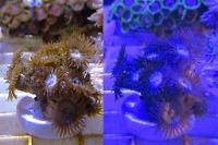 Red sprites Zoanthid Thumbnail