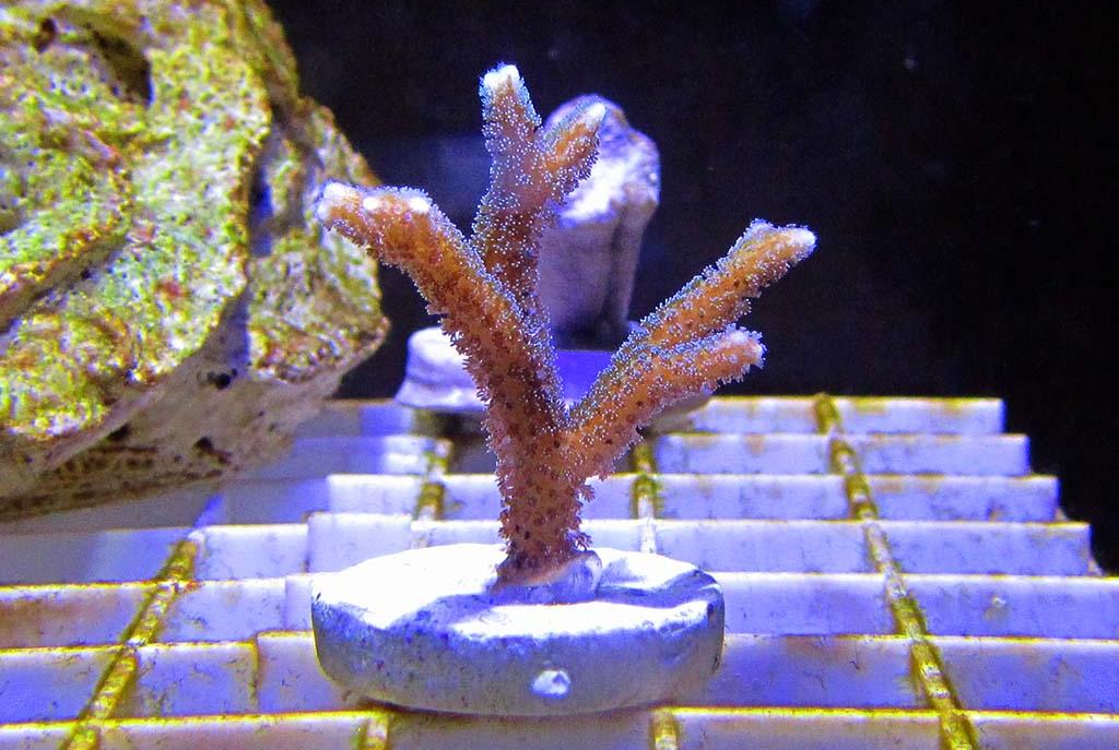 Birdsnest Coral