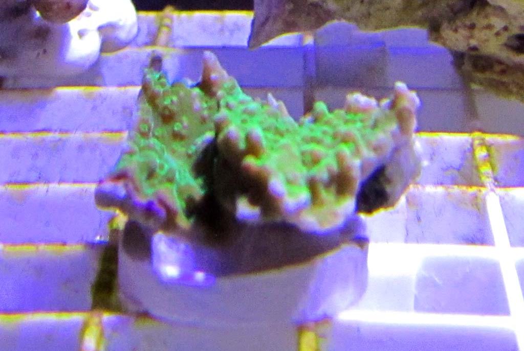 Green plate Montipora