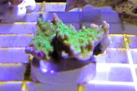 Green plate Montipora