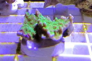 Green plate Montipora Thumbnail