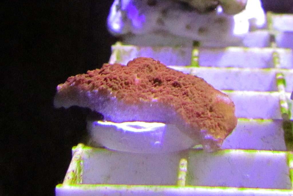 Leaf Plate Montipora