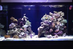 90 gallon reef Thumbnail