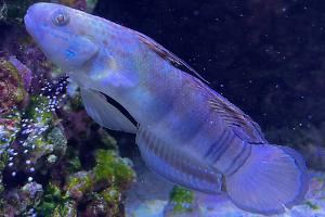 Sleeper Banded Goby Thumbnail