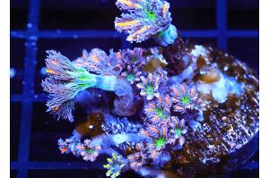 Clove Polyps Thumbnail