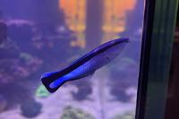 Bluestreak Cleaner Wrasse Thumbnail