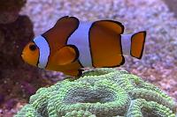 Clownfish Ocellaris Thumbnail