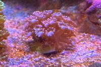 Alevopora Violet Coral Thumbnail